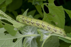 Proserpinus terlooii