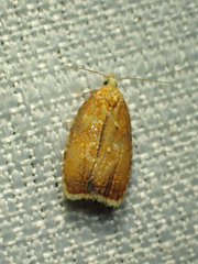 Acleris curvalana