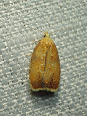 Acleris curvalana
