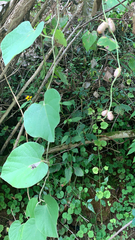 Aristolochia tomentosa