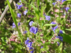 Scutellaria drummondii