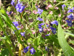Scutellaria drummondii