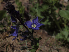 Veronica cusickii