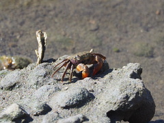 Parasesarma
