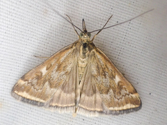Loxostege munroealis