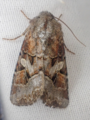 Trichordestra liquida