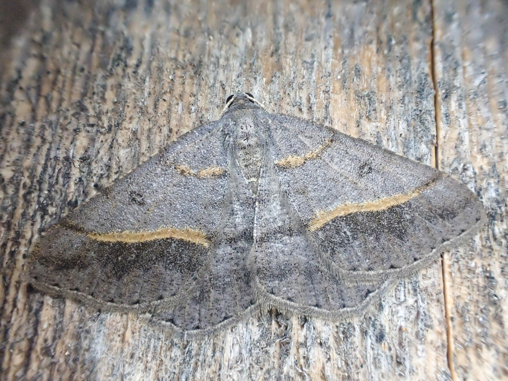 Dark-bordered Granite