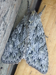 Andropolia aedon
