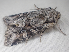 Lacinipolia cuneata