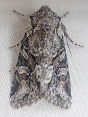 Lacinipolia cuneata