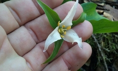 Trillium ovatum ovatum