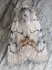 Setagrotis pallidicollis