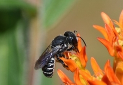 Megachile campanulae