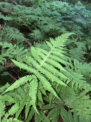 Phegopteris excelsior