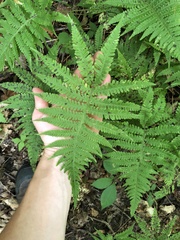Phegopteris excelsior