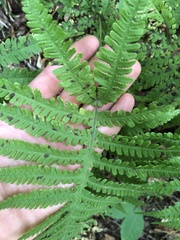 Phegopteris excelsior