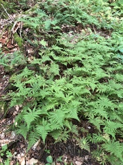 Phegopteris excelsior