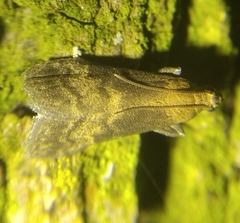 Euzophera fuliginosella