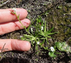 Plagiobothrys undulatus