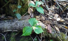Trillium ovatum ovatum