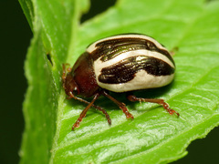 Calligrapha bidenticola