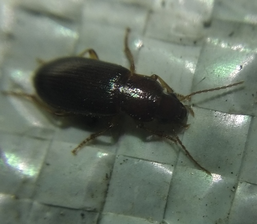 Ophonus rupicola
