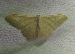 Idaea straminata