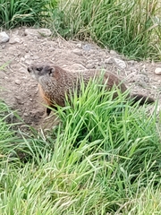 Marmota monax