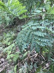 Senna surattensis