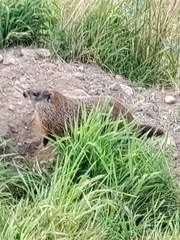 Marmota monax