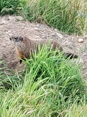 Marmota monax