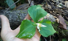 Trillium ovatum ovatum