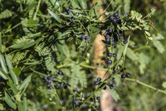 Cocculus diversifolius