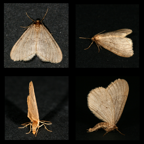 Winter Moth