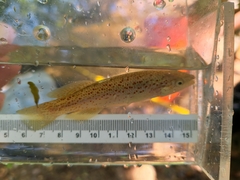 Fundulus stellifer
