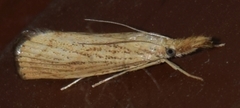 Pediasia dorsipunctellus