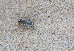 Cicindela bellissima