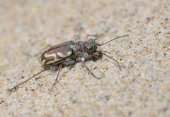 Cicindela bellissima