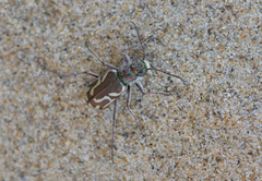 Cicindela bellissima