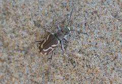Cicindela bellissima