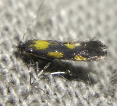 Euspilapteryx auroguttella