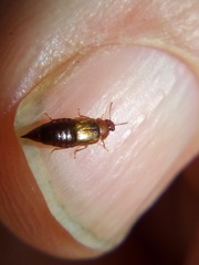 Austrolophrum cribriceps