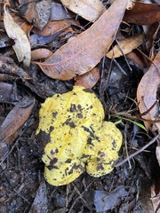 Tylopilus phaseolisporus