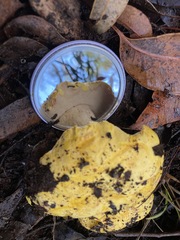 Tylopilus phaseolisporus