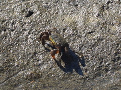 Parasesarma