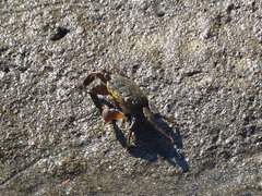 Parasesarma