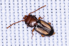 Laemophloeus terminalis