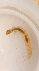 Polycentropus