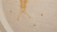 Polycentropus