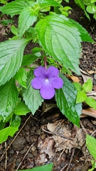 Achimenes longiflora
